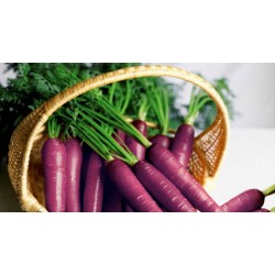 خواص هویج بنفش | ارزش غذایی و فواید هویج بنفش- بهمن 1400