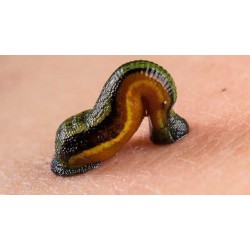 فواید زالو درمانی | تاثیر و نقش زالو در سلامت پیشگیری و بیماریها