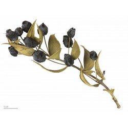 خواص گیاه مورد | تقویت مو و خواص معجزه آسا برای سلامتی