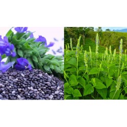 فواید دانه چیا | آنچه که طب سنتی درباره خواص دانه چيا می گوید