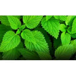 فواید گیاه گزنه |مروری بر خواص سلامتی گیاه گزنه- بهمن1400