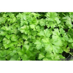 فواید گیاه گشنیز | ۱۶ خاصیت درمانی این گیاه معجزه‌آسا