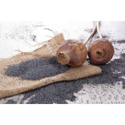 فواید خشخاش |  تضمین کننده طبیعی سلامت و زیبایی مو