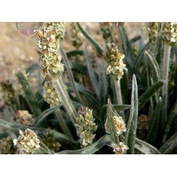 خواص گیاه اسفرزه | گیاهی که لازم است در هر خانه ای باشد