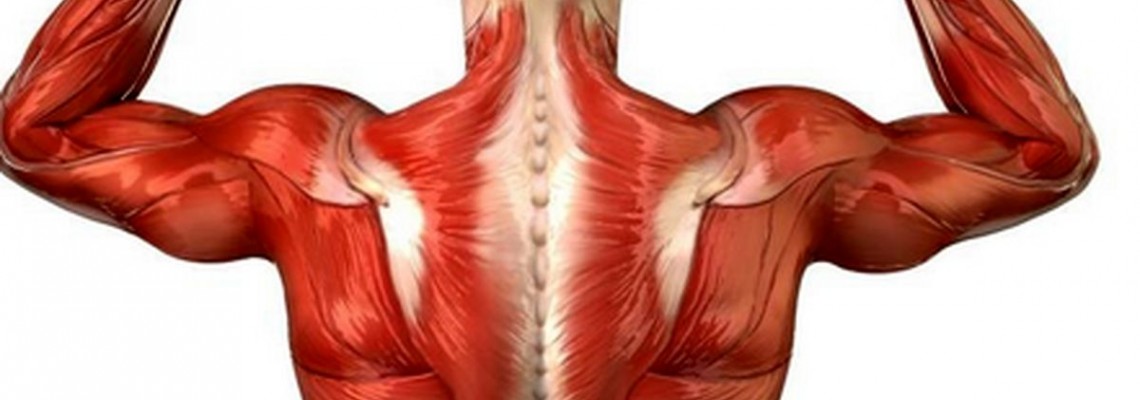 عضلات بدن | راهنمای تقویت و حجم دادن به ماهیچه‌ها