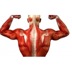 عضلات بدن | راهنمای تقویت و حجم دادن به ماهیچه‌ها