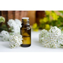 خواص روغن بومادران | خواص این روغن برای سلامت  و درمان