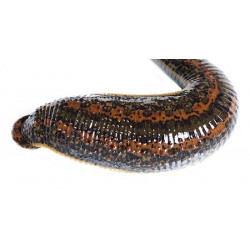 فواید روغن زالو | درمان ناتوانی جنسی آقایان