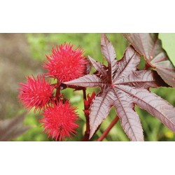 فواید روغن کرچک | فهرستی از فواید کرچک برای سلامتی و زیبایی– بخش 2