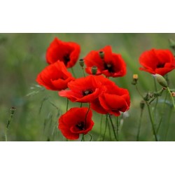 خواص گیاه خشخاش | گیاهی با خواص متعدد که هم می کشد هم مداوا میکند