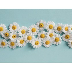 خواص گیاه بابونه | خاصیت های شگفت انگیز این گیاه