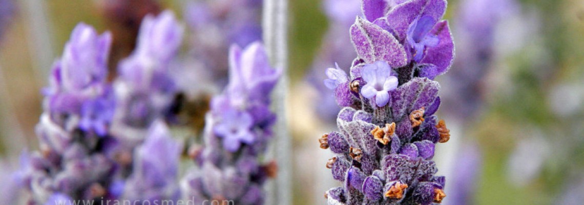 فواید گیاه اسطوخودوس | لاوندر | Lavender