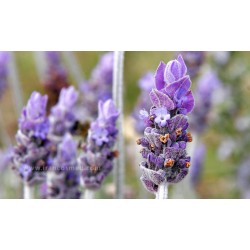 فواید گیاه اسطوخودوس | لاوندر | Lavender