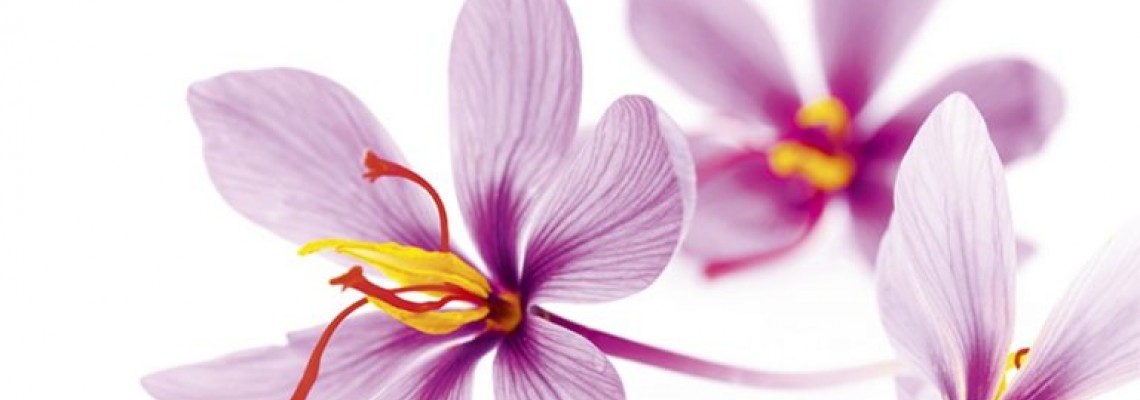 خواص گیاه زعفران |ویژگی های این گیاه را بیشتر از قبل بشناسید