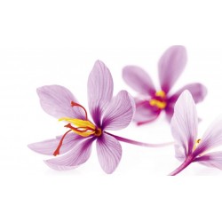 خواص گیاه زعفران |ویژگی های این گیاه را بیشتر از قبل بشناسید