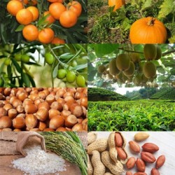 محصولات گیلان محصولات گیلان