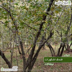 فندق خام سورت شده درشت بدون پوست سبز فندق خام سورت شده درشت بدون پوست سبز