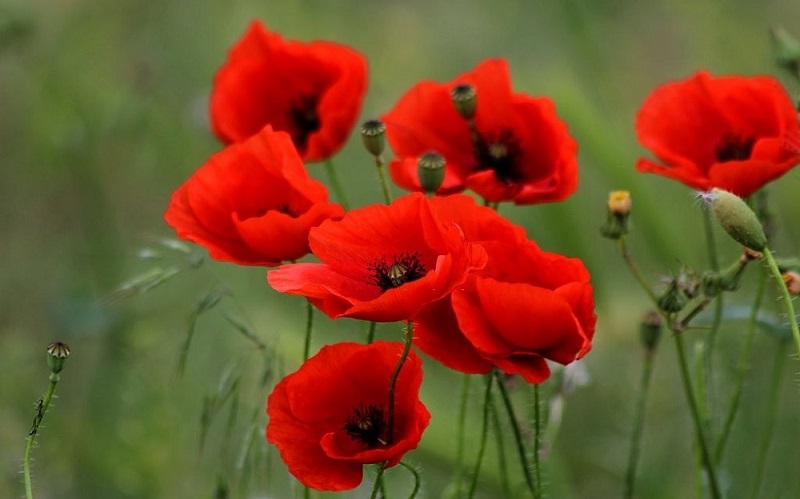 1 خواص گیاه خشخاش | گیاهی با خواص متعدد که هم می کشد هم مداوا میکند