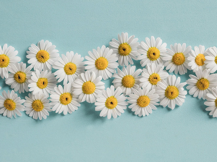 chamomile irancosmed 1 خواص گیاه بابونه | خاصیت های شگفت انگیز این گیاه