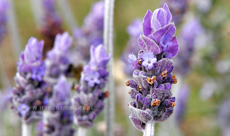lavendar irancosmed 1 فواید گیاه اسطوخودوس | لاوندر | Lavender
