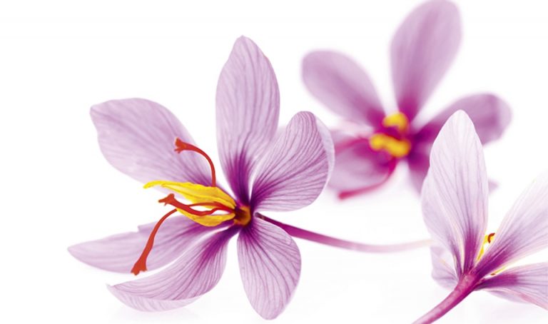 saffron irancosmed 2 خواص گیاه زعفران |ویژگی های این گیاه را بیشتر از قبل بشناسید