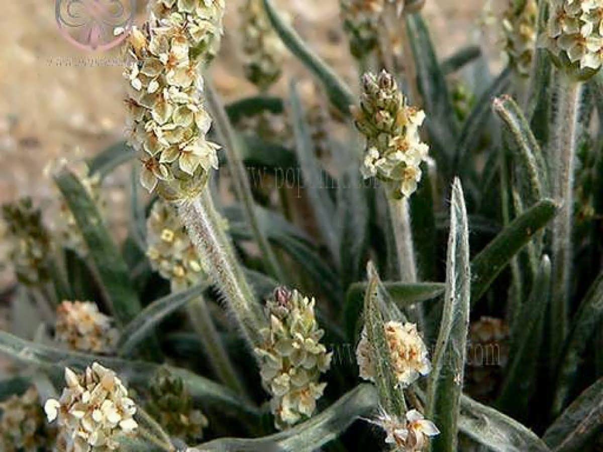 اسفرزه3 خواص گیاه اسفرزه | گیاهی که لازم است در هر خانه ای باشد