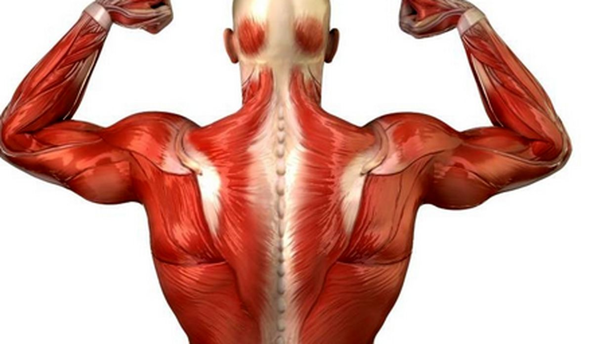 بدن عضلات بدن | راهنمای تقویت و حجم دادن به ماهیچه‌ها