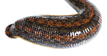 زالو 3 فواید روغن زالو | درمان ناتوانی جنسی آقایان