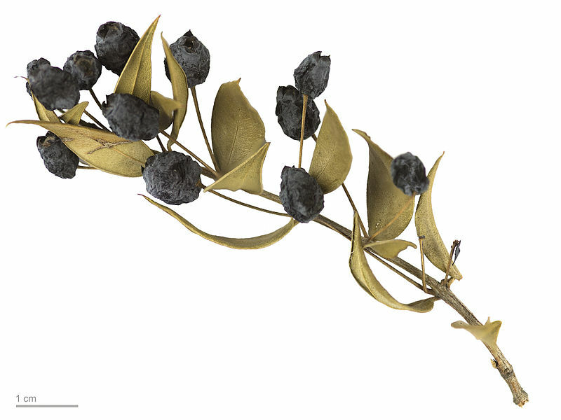 مورد خواص گیاه مورد | تقویت مو و خواص معجزه آسا برای سلامتی