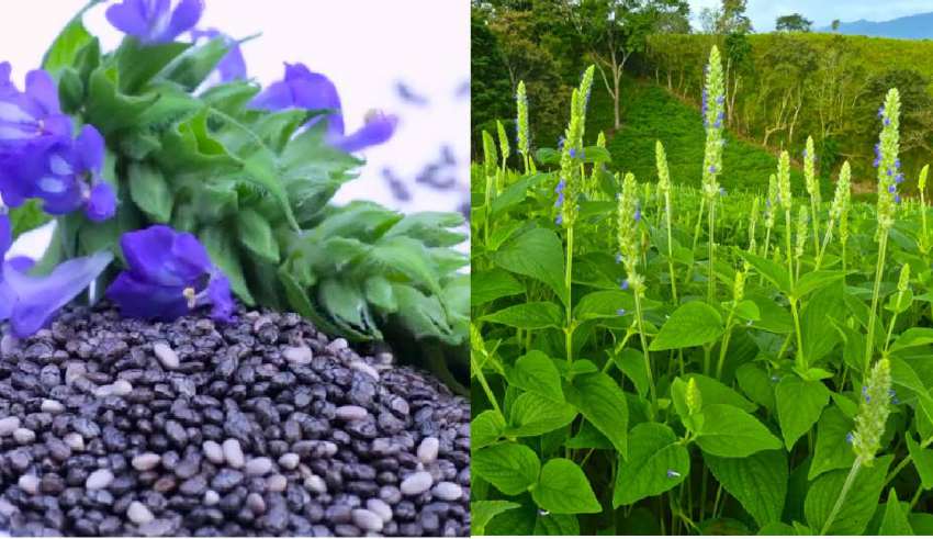 چیا5 1 فواید دانه چیا | آنچه که طب سنتی درباره خواص دانه چيا می گوید