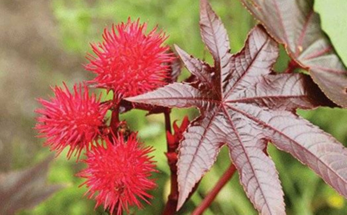 کرچک ایران کازمد 12 فواید روغن کرچک | فهرستی از فواید کرچک برای سلامتی و زیبایی– بخش 2