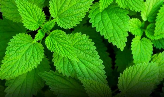 گزنه1 فواید گیاه گزنه |مروری بر خواص سلامتی گیاه گزنه- بهمن1400