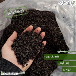 چای قلم 1 بهاره گیلان (شمال ایران)