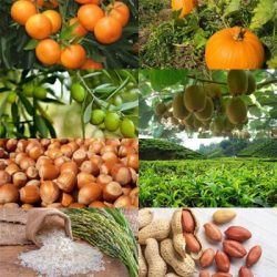 خانه 104 محصولات گیلان